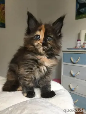 Maine-Coon-Katzen zu verkaufen