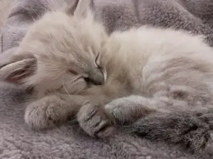 Wunderschönes sbirisches Kätzchen Kitten Mädchen 