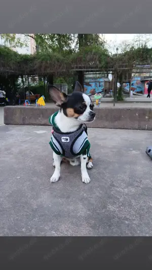Chihuahua Hund 