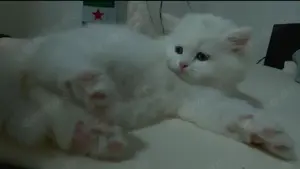 Baby katze Persich mix