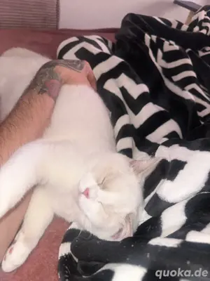 Zwei liebevolle Katzen suchen ein neues Zuhause   Dexter & Schneewittchen