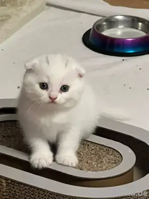 Bkh Kitten