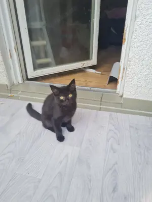 Katze zu verkaufen 14 Wochen alt
