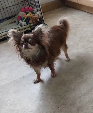 Wunderschöne Chihuahua Hündin 