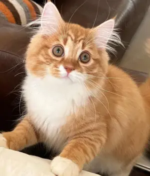 Weibliches sibirischer Katze