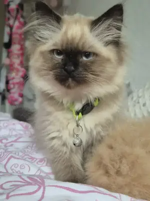 Ein Perser Birma Kater sucht noch