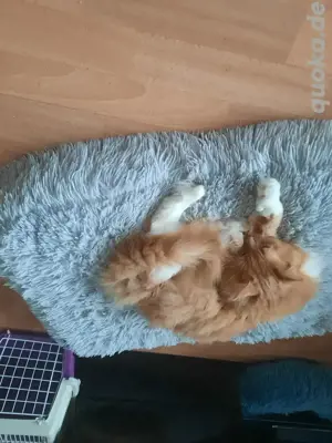 Mainecoon Kater creme red tabby