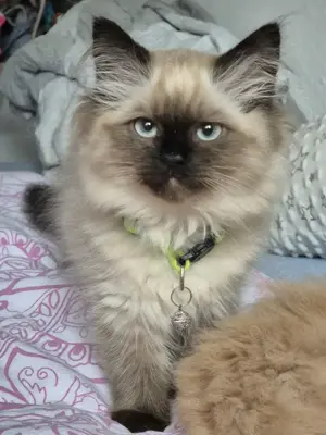 Perser Birma Kater