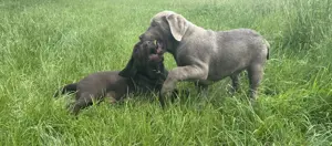 Labrador Welpen mit Ahnentafel abgabebereit 