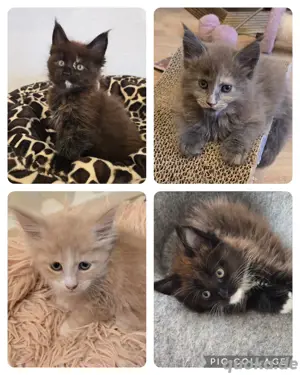 Maine Coon Kitten  Kätzchen 