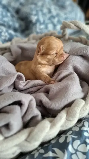 Chihuahua welpen merle hündin