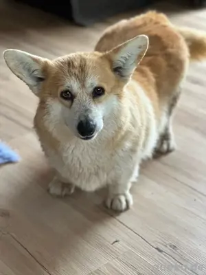 Corgi Mädchen 3 Jahre jung 
