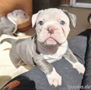 Tolle NEW ENGLISH BULLDOG Welpen suchen Lebensplatz - Familienhund!
