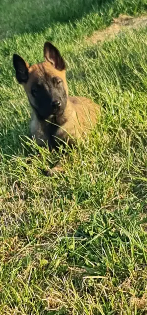 Malinois Hündin 10 Wochen