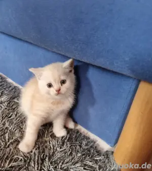 BKH kitten