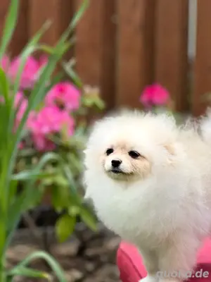 Pomeranian Welpe Weibchen mit Ahnentafel