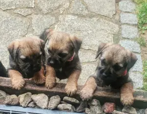 Border Terrier 2 Hündinnen 1 Rüde suchen liebevolles zu Hause 