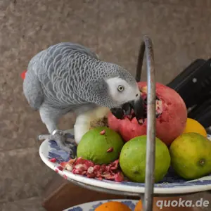 Graupapageien