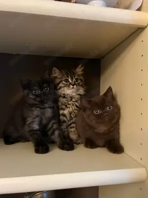 BKH und BLH Britische  Kitten 