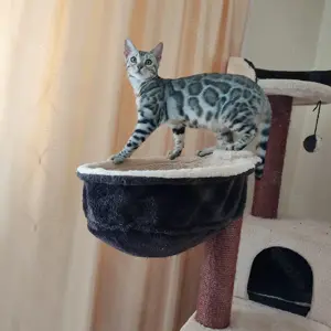 Wunderschönes Bengal Mädchen mit Stammbaum.
