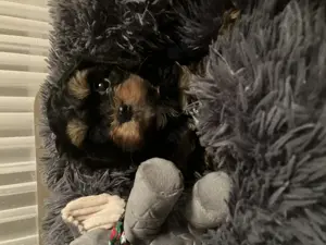 Wunderschöne Cavapoo Welpen 