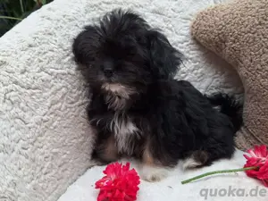 Kuschelweiche Mini-Bollipoo Welpen Mädels Hündin Mini-Toy-Pudel Bolonka Maltipoo