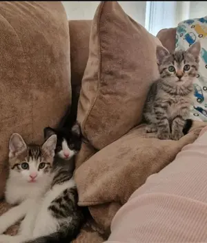 BABYKATZEN 12 Wochen alt Katze