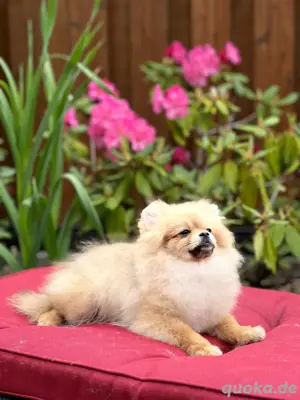 Pomeranian Welpe Rüde mit Ahnentafel