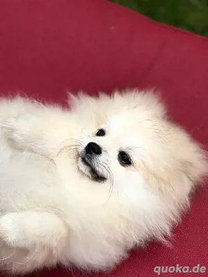 Pomeranian Welpe Rüde mit Ahnentafel