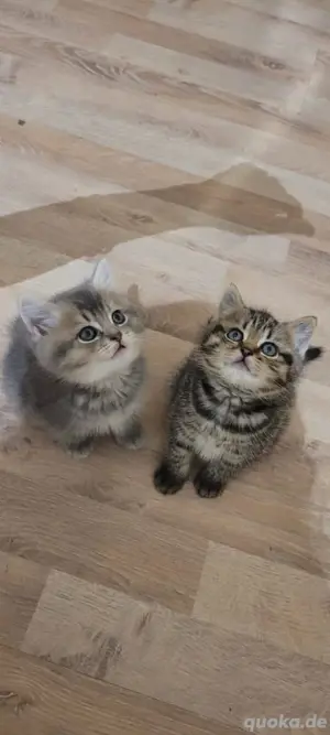 Baby Katzen 