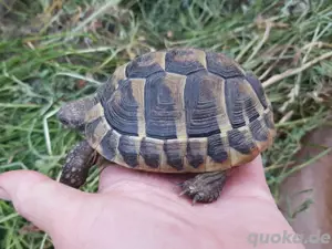 Griechische Landschildkröten Nachzucht 2021 2022