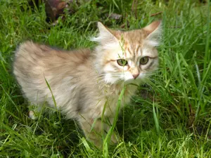 Sibirisches Katzenbaby (Katerchen) mit Stammbaum