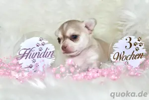 Chihuahua Welpen mit Ahnentafel