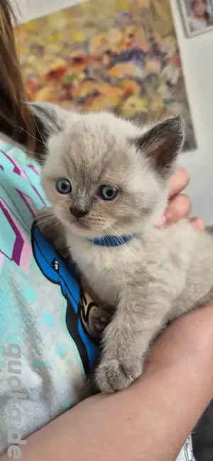 BKH Kitten reinrassig