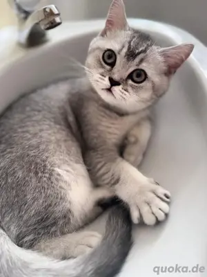 Britisch kurzhaarige kitten