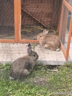 kaninchen 