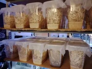Drosophila Fruchtfliegen flugunfähig