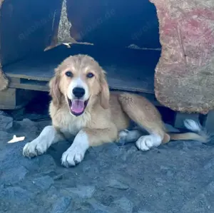 Max - liebevolles, kuschliges Körbchen gesucht