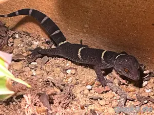 Hainan Höhlengecko