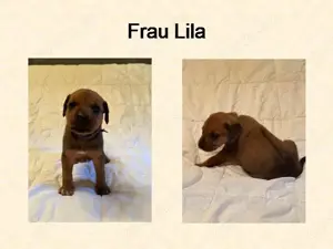 Rhodesian Ridgeback Welpen