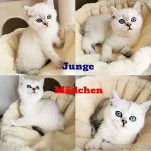 Reinrassige  BKH Kitten mit blauen Augen 