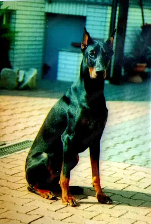 Suche Dobermann