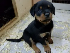 Rottweilerwelpen