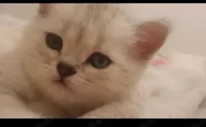 Britisch kurzhaar Kitten zum verkaufen 