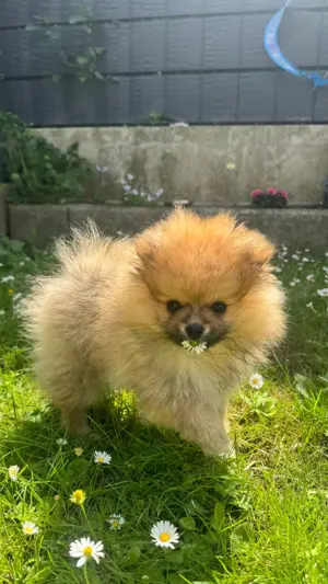 Hund pomeranian Boo welpe