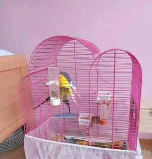 Wellensittiche 