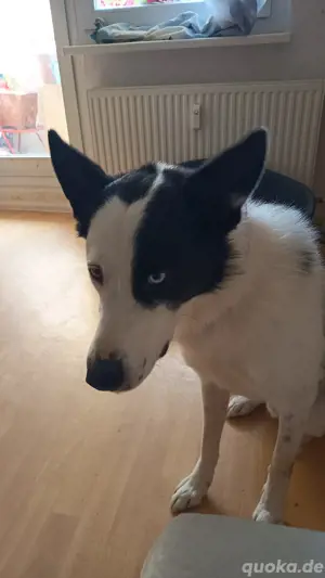 dieser süße rüde sucht dringend ein neues zuhause