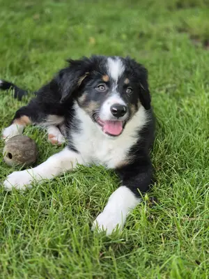 Border Collie Welpen, schw.w. u. tricolor, Rüden