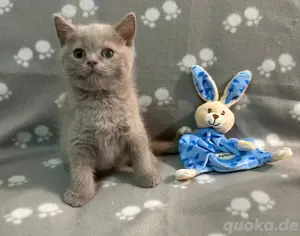 BKH Kitten