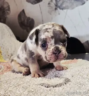 französische bulldoggen 
